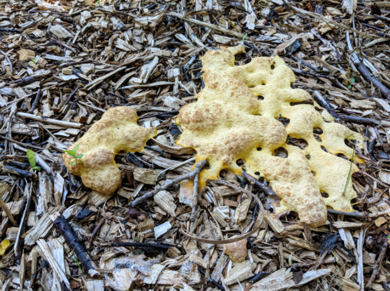 Slime Mold on Mulch: What Is It and Should You Worry?