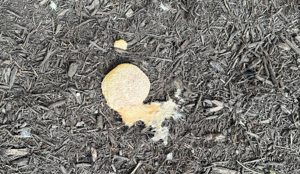 Slime Mold on Mulch: What Is It and Should You Worry?
