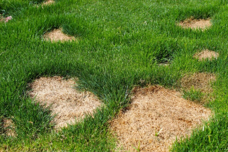 How to Protect Your Austin Lawn from Dog Pee Damage